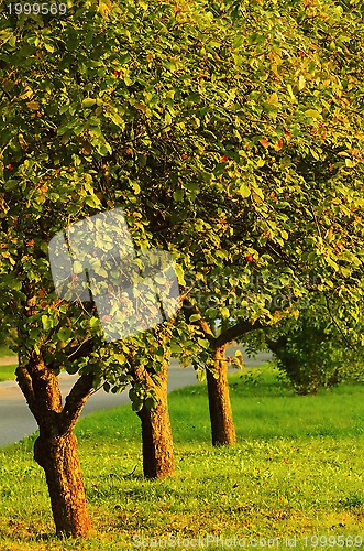 Image of Apple Trees