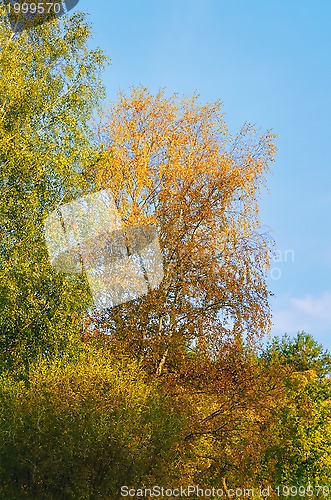 Image of Autumn