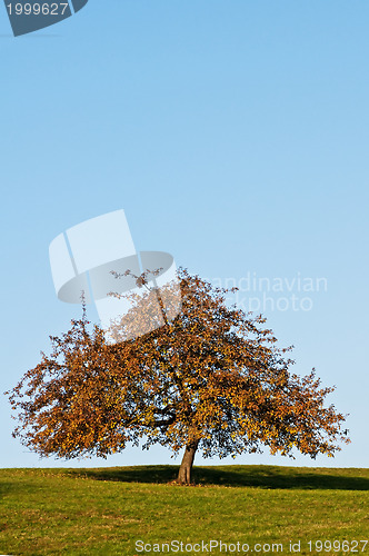 Image of tree in autumnal light