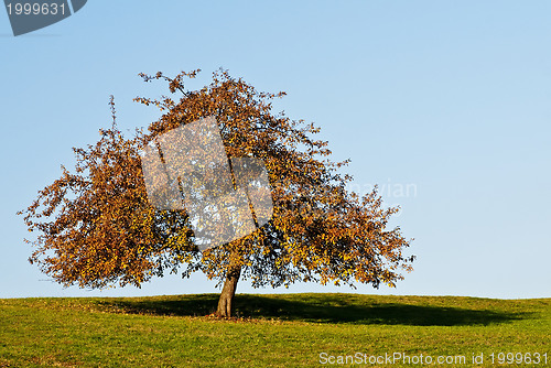 Image of tree in autumnal light