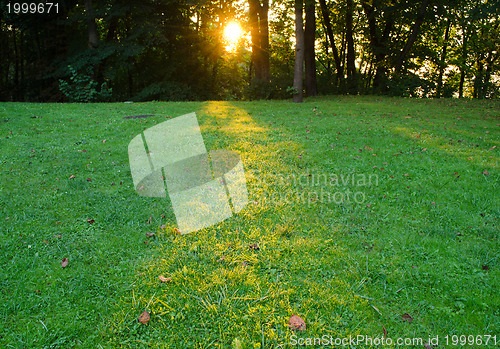 Image of sunrise forest tree branch sunlight wet dew grass 