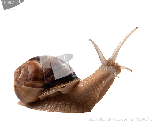 Image of Snail isolated on white background