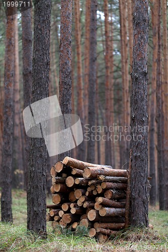 Image of Stack of firewood in pine forest