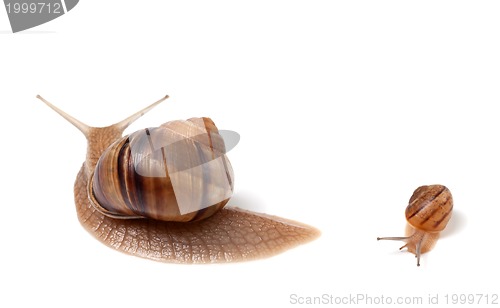 Image of Family of snails