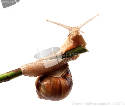 Image of Snail crawling on the stem