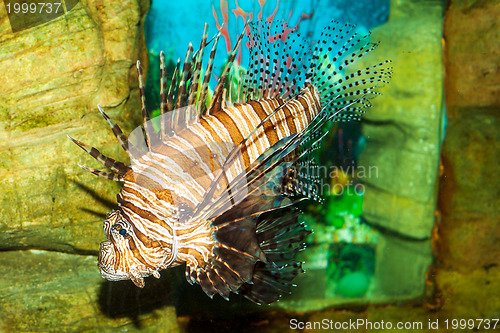 Image of Lionfish