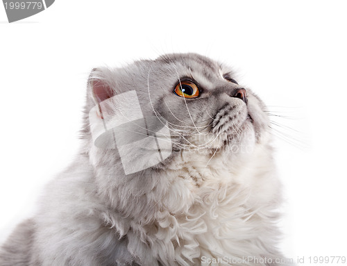 Image of Cat Waiting Miracle