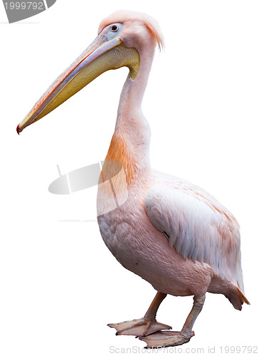 Image of Pink Pelican