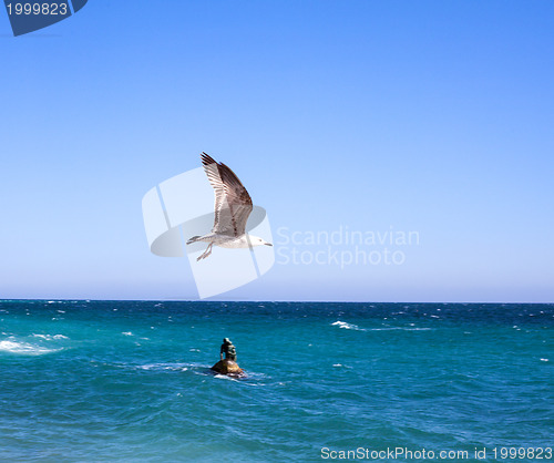 Image of Sea Gull in Sky