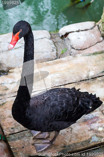 Image of Black Swan