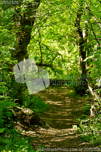 Image of Footpath to Nowhere