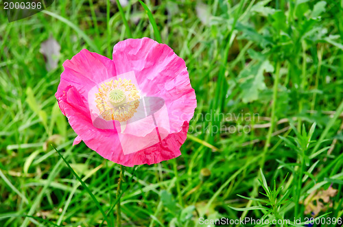 Image of Poppy pink on the lawn