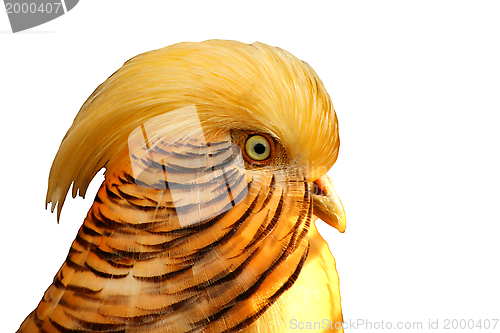 Image of golden pheasant portrait isolated on white