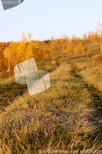 Image of road in the forest - abstract view