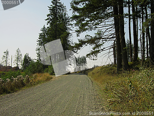 Image of Forest Landscape