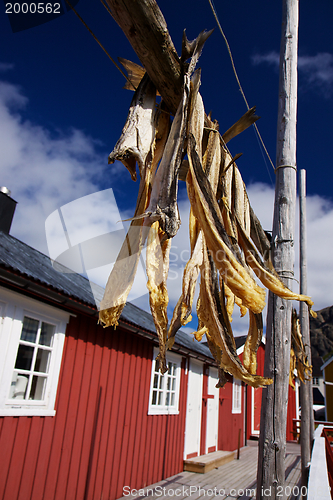 Image of Dried stockfish on Lofoten