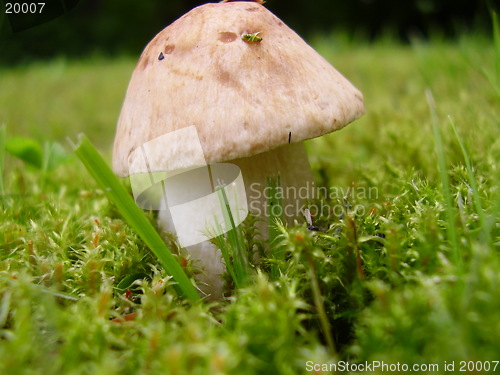 Image of Mushroom