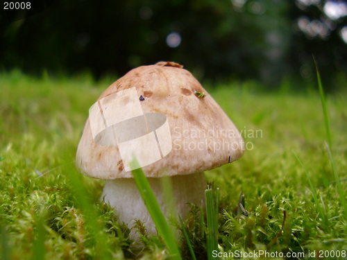 Image of Mushroom