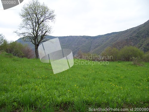 Image of Green field