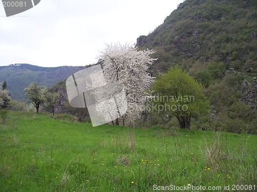 Image of Wild nature