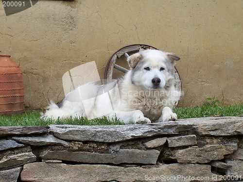 Image of White dog