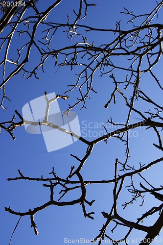 Image of Tree Branches