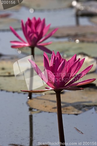 Image of Pink Waterlily