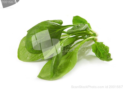 Image of spinach leaves