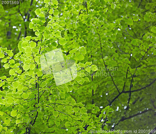 Image of green leaves