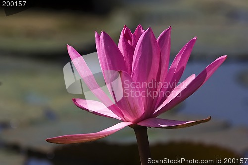 Image of Pink Waterlily