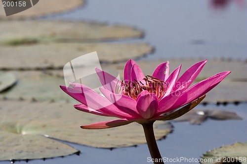 Image of Pink Waterlily