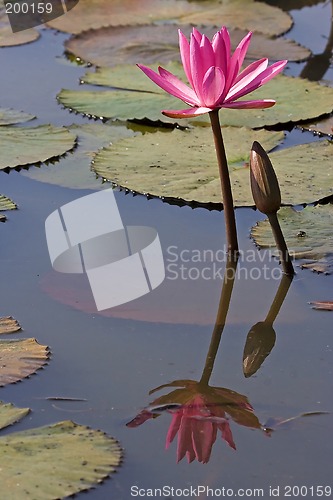 Image of Pink Waterlily