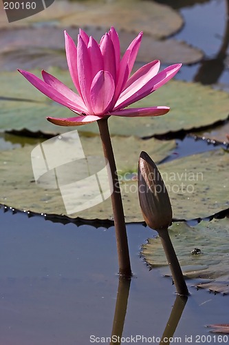 Image of Pink Waterlily