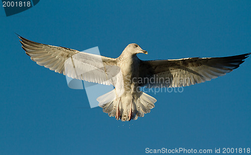 Image of Seagull in flight