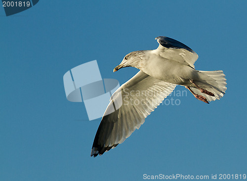 Image of Seagull in flight