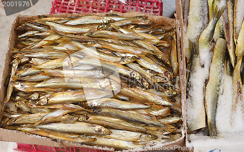 Image of capelin