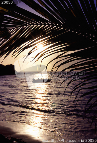 Image of palm trees sunset