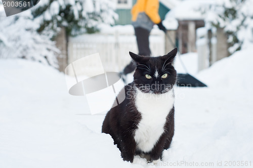 Image of Black cat