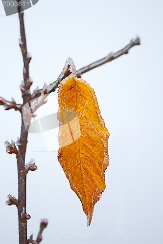 Image of Lonely yellow cherry leaf with rime