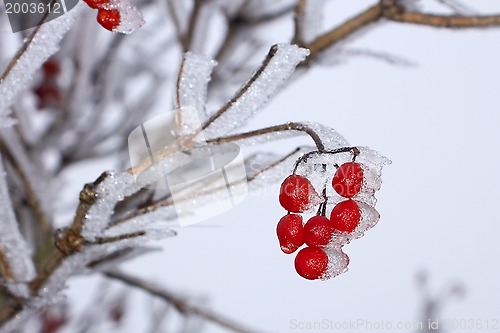 Image of Red Guelder Rose berries covered with hoarfrost