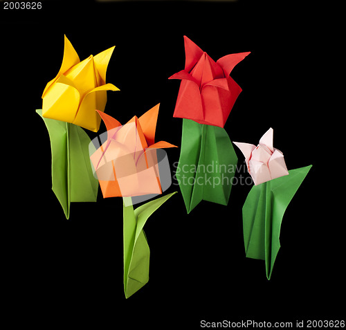 Image of Tulips isolated on black background