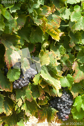 Image of Vineyards and grapes