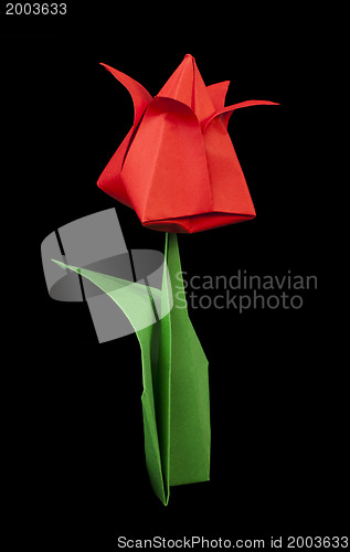 Image of Red tulip isolated on black background