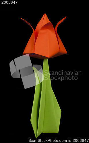 Image of Red tulip isolated on black background