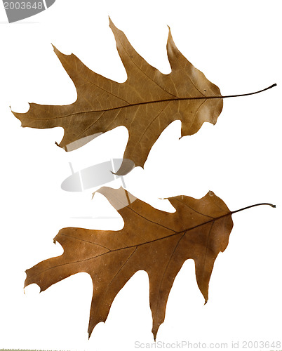 Image of Autumn leaves set. 