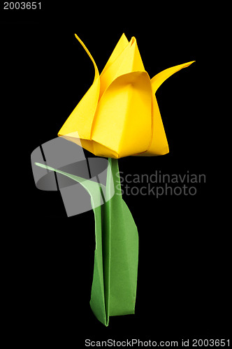 Image of Yellow tulip isolated on black background