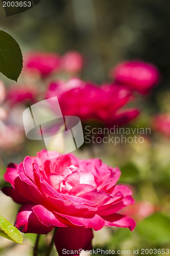 Image of Rose garden