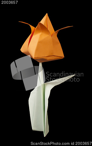 Image of Orange tulip isolated on black background