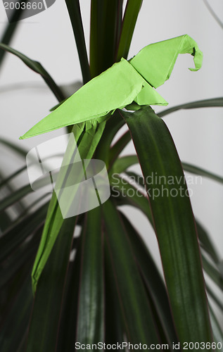 Image of Parrot on a tree