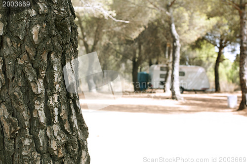 Image of Tree in the forest and caravan